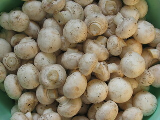 Unwashed mushrooms. Many unwashed mushrooms. Champignon.