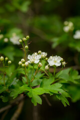 Crataegus sanguinea redhaw hawthorn white flowers and red berries on branches. Blooming Siberian hawthorn used in folk medicine to treat heart disease and reduce cholesterol in blood