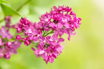 lilac branch blooms. Bright pink flowers of a spring lilac bush close-up on a blurred background.