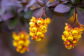 Berberis thunbergii, Japanese or red barberry yellow flowers in spring. flowering of Thunberg's barberry.