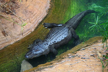 crocodile on the river bank