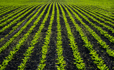 Young fresh beet leaves. Beetroot plants growing in a row on agricultural field. Young sugar beet...