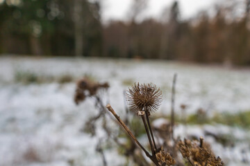 Forest winter landscape is covered with snow.