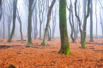 Autumn. Trees with moss in the misty forest. A view through the trees. Dense fog in an autumn forest. Natural landscape in autumn time. Fallen yellow leaves.