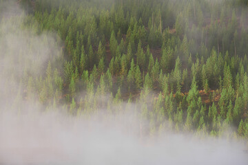 Steamy trees on side of mountain at Yellowstone National Park, Wyoming