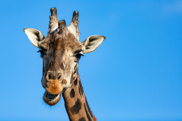 Naklejka premium giraffe in the sky