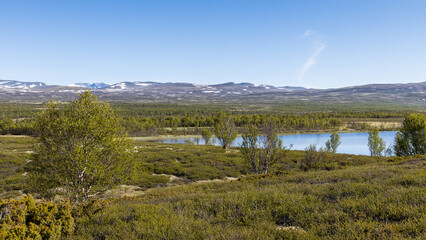 Fototapeta na wymiar Typical norwegian landscape in the Dovrefjell national park on a beautiful summer day with blue sky