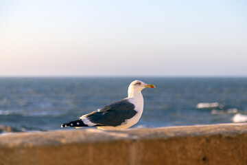 Seagull on a wall and in the background the Atlantic Ocean