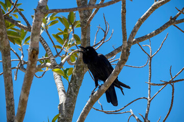 Australian Raven (Corvus coronoides)