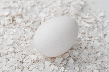the white egg lies on the broken shell of the white eggs