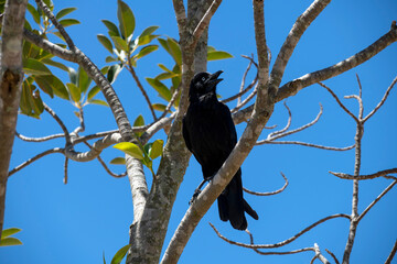 Australian Raven (Corvus coronoides)
