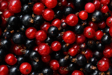 Berries of black and red currant. Texture and background of currant berries. natural food