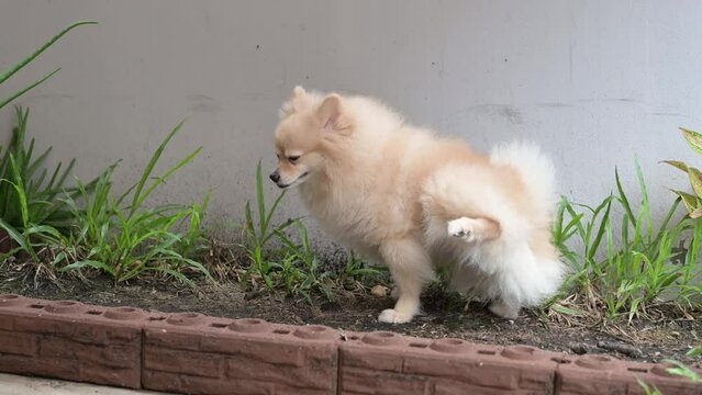 Funny Pomeranian pees on branch in the sunny forest. pet Pees on green lawn. Little white dog peeing in the day in outdoor on my home