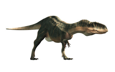 Abelisaurus was a bipedal carnivorous theropod dinosaur that lived in the late Cretacuous era in South America. It is related to Aucasaurus, Carnotaurus and Majungasaurus. 3D rendering

