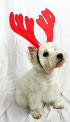 West highland white terrier dog westie as symbol of New Year with christmas deer horns isolated on white. New years background, christmas card