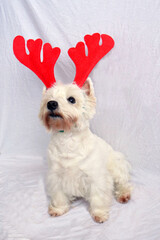 West highland white terrier dog westie as symbol of New Year with christmas deer horns isolated on white. New years background, christmas card