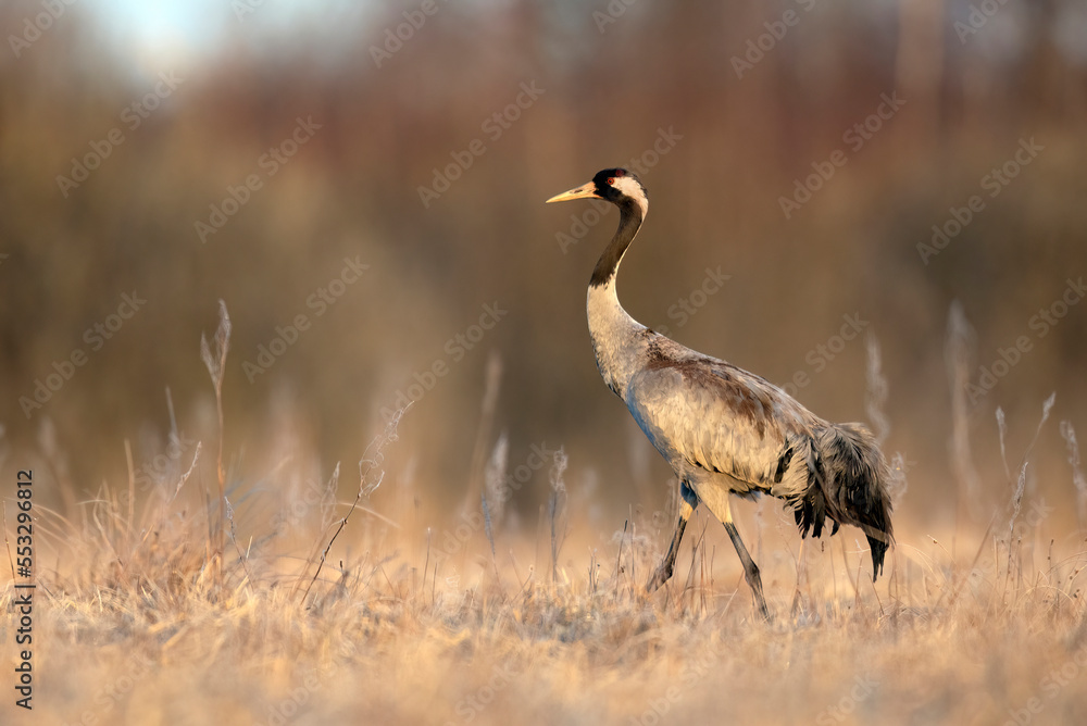 Canvas Prints common crane bird ( grus grus ) during spring morning