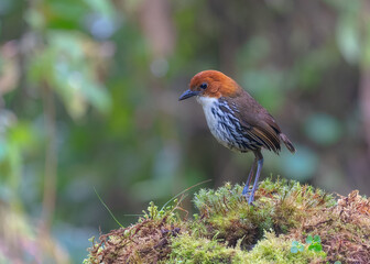 Chesnut-crowned Antpitta, Grallaria ruficapilla