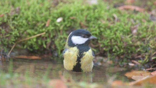 Great Tit, Parus major songbird. The bird bathes and flies away.