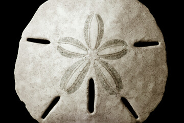 Macro view of shell of sand dollar (Mellita quinquiesperforata)