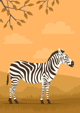 Striped zebra on the background of the wild savannah. Herbivorous hoofed mammal. African wild animal. Fauna and zoology. Cartoon vector illustration