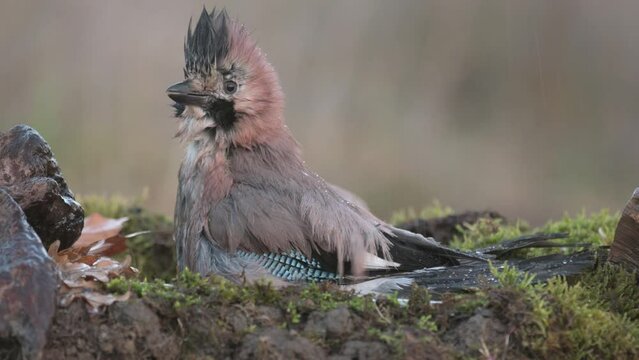 Eurasian jay Garrulus glandarius. The bird is actively moving its wings, and water is dripping around with a colorful bird.