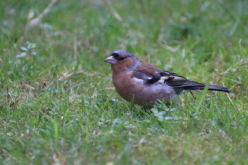 Chaffinch (Fringilla coelebs) feeing on seeds at the base of the feeder.