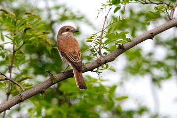 Red Backed shrike in Hungary.