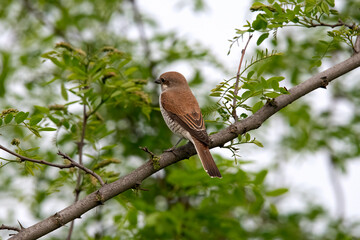 Red Backed shrike in Hungary.