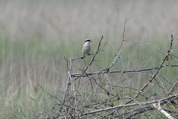 Red Backed shrike in Hungary.