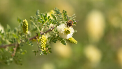 A honeybee gathers nectar and pollen from the flowers of a honey mesquite tree on a sunny summer...
