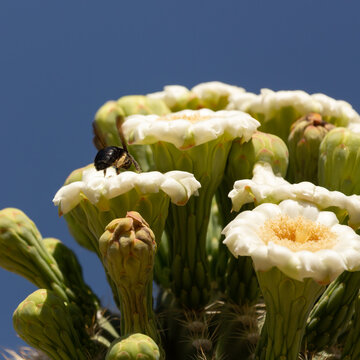 A carpenter bee hovers above an open blossom at the top of a saguaro cactus on a sunny summer day in Littlefield Arizona. 
