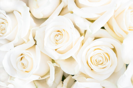 White rose, background for wedding invitation. Bright background with white flowers rose. Flat lay, top view