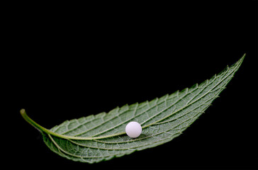 Homeopathy - Macro granule on leaf