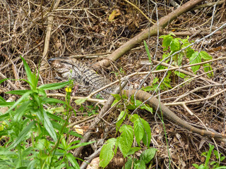 Argentine black and white tegu (Salvator merianae) in Sao Francisco de Paula, Brazil