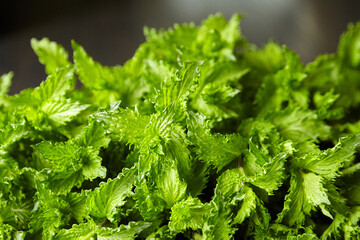 Fresh mint herb leaves texture background. Green mint plant