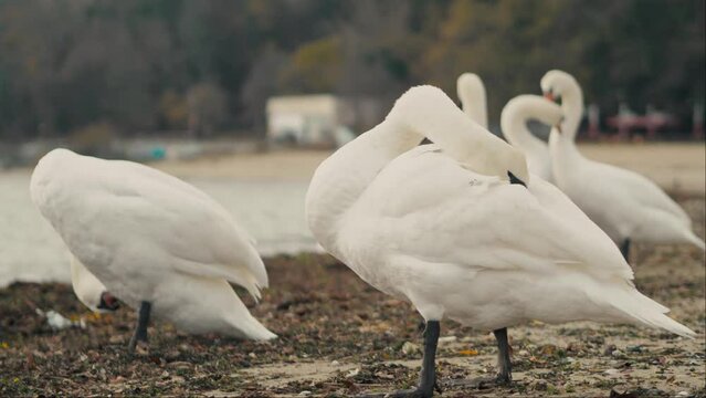 White swans cleans its feathers standing on sea beach. Close up wild birds 