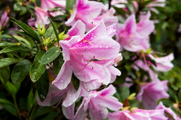 beautiful pink azalea flowers