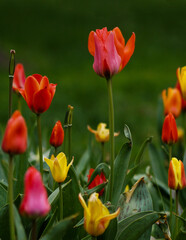 red and yellow tulips