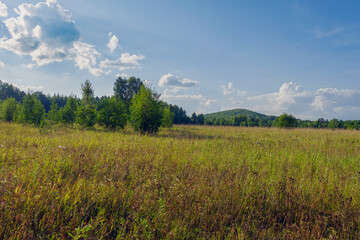 Fototapeta premium Summer landscape green meadow and forest in the background against the backdrop of a beautiful blue sky and white clouds.