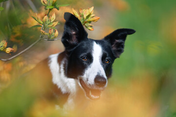 The portrait of a black and white short-haired Border Collie dog posing outdoors in blooming yellow Azalea shrubs in summer