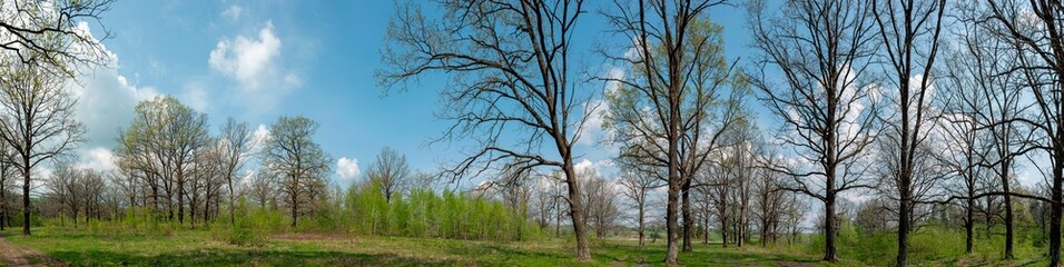 Spring forest and field on a background of blue sky