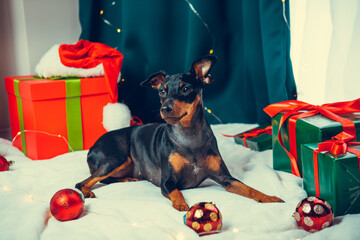 Portrait of funny dog miniature pinscher playing with Christmas ball around gift boxes. Concept of...