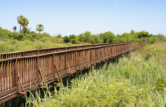 View of a wooden walkway with grasslands, palms and trees in Iber&aacute; Wetlands Provincial Park, Corrientes, Argentina