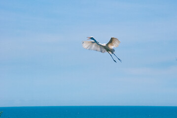 Garça-branca-grande (Ardea alba) | Great egret