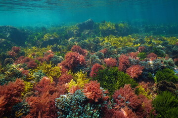 Fototapeta na wymiar Colorful algae underwater in the sea, natural scene, Atlantic ocean, Spain, Galicia