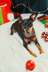 Portrait of funny dog miniature pinscher playing with Christmas ball around gift boxes. Concept of New Year mood