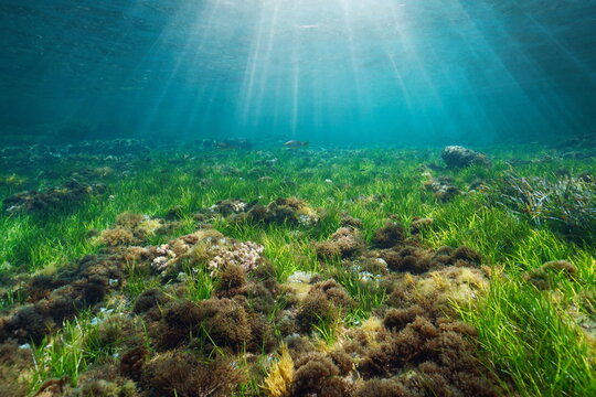 Seagrass and algae with sunlight underwater, Mediterranean sea, Cartagena, Murcia, Spain