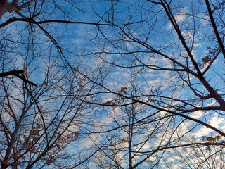 branches against blue sky