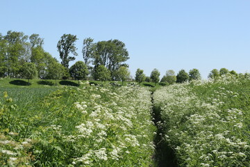a field margin with white cow parsley and a ditch in the green fields in springtime